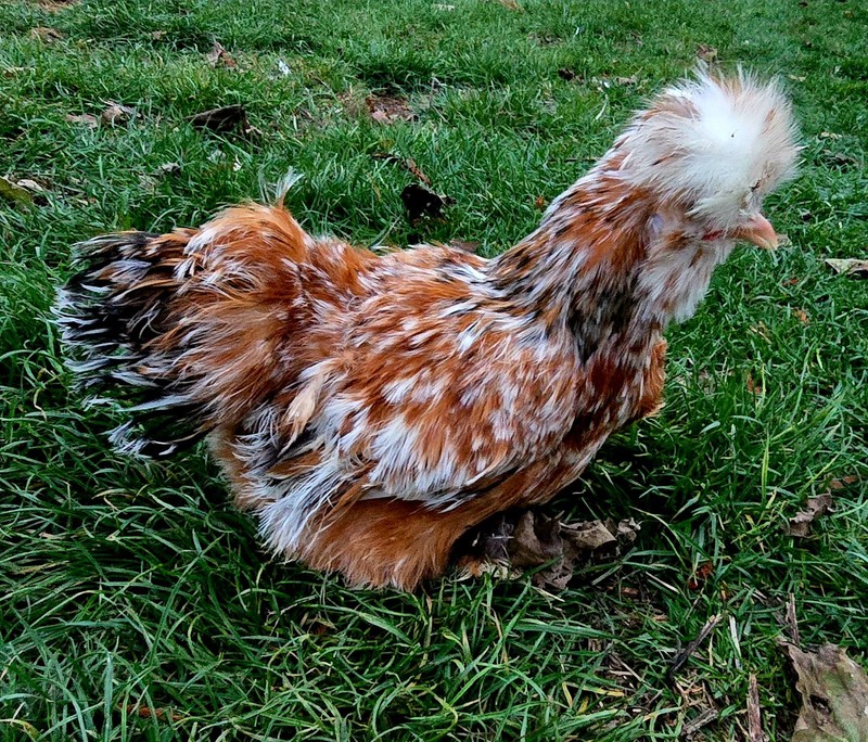 Millie Fleur / Porcelain Silkie / Satin 6+ Hatching Eggs