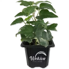 Variegated English Ivy-Live Plant in a 3 Inch Pot-Hedera Helix-Beautiful Easy Ca