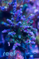 Reef Raft Bees Knees