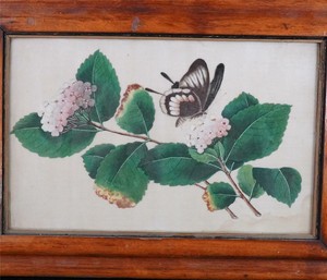 ANTIQUE CHINESE QING PERIOD SILK PITH PICTURE WATERCOLOUR PAINTING BUTTERFLY a