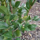 Picture 2 of 4