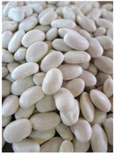 Bean Seed: Navy Bean Seed  Soup Beans Fresh Seed  FREE Shipping