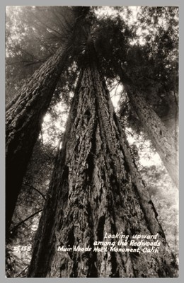 Looking Upward Among The Redwoods Muir Woods National Monument CA RPPC Postcard