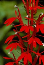 Cardinal Flower Live Plant 3" Starter Pot - Red Lobelia Cardinalis