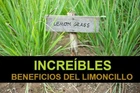 lemon grass Limoncillo