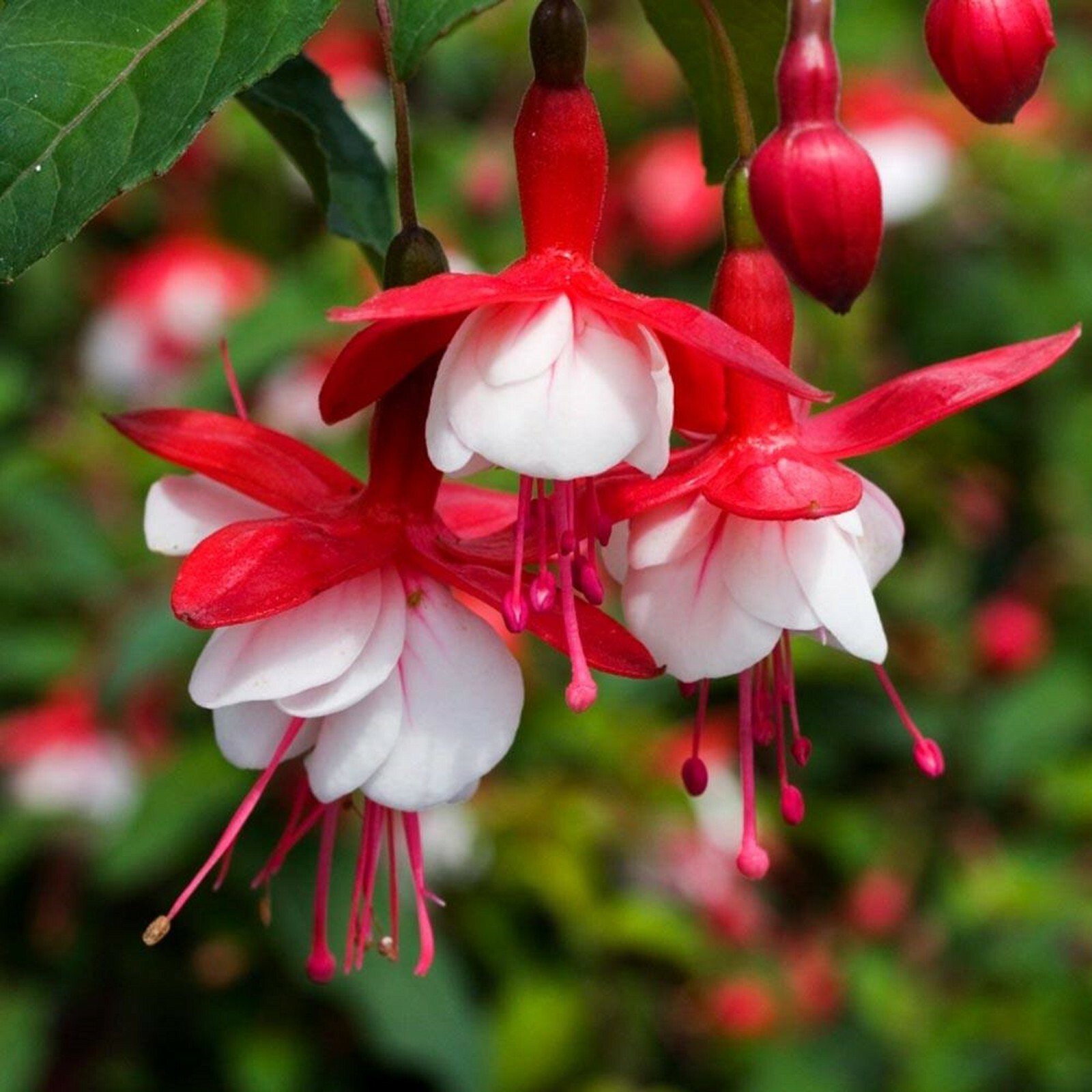 Shrub Plug 6 Hardy Fuchsia Snowcap AGM Perennial Shrub Plug Plants | eBay UK