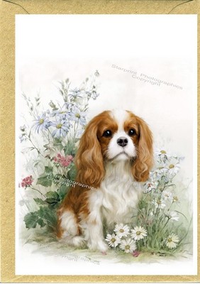 Cavalier King Charles Spaniel Grußkarte. Vorderseite der Karte personalisierbar