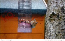 Picture Postcard__Rodent, At Feeder, Oops I'Ve Been Caught [Women's Institute]