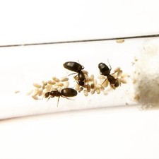 4 Queen Ants - Brachymrymex Patagonicus - W/ Brood -  Dark Rover Ants 