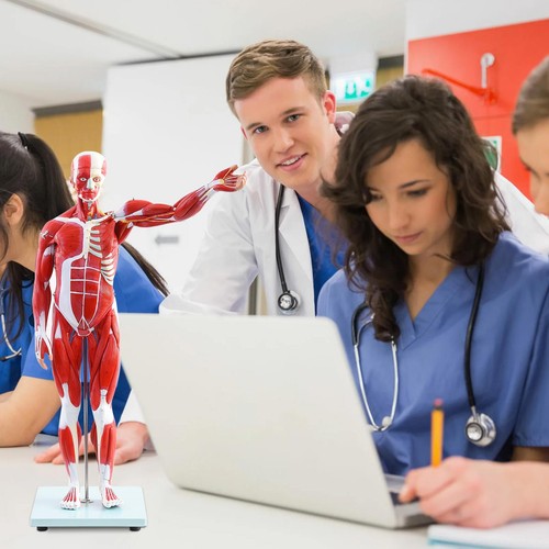 78cm/31" Human Body Muscles With Internal Organs Anatomical Medical Model - Picture 8 of 12
