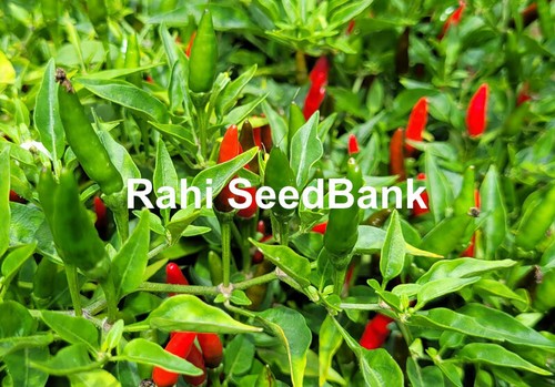 Chilli Prik Kee Noo Suan Delicious, Hot & Spicy Chlli Pepper Grown in