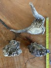 3 Lg Non-Typical Spike Elk A Grade — photo 7