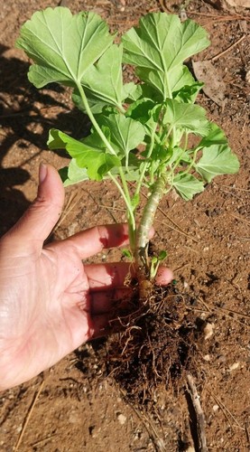1X Rooted Healthy Geranium Plant Large Flowered DarkPink Post Express Delivery - Picture 3 of 4