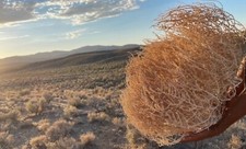 Tumbleweeds !! Best & FULL!! XL Size! 2ft+ Hu...