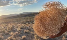 Tumbleweeds !! Best & FULL!! XL Size! 2ft+ Huge Natural Western Decor Nevada USA