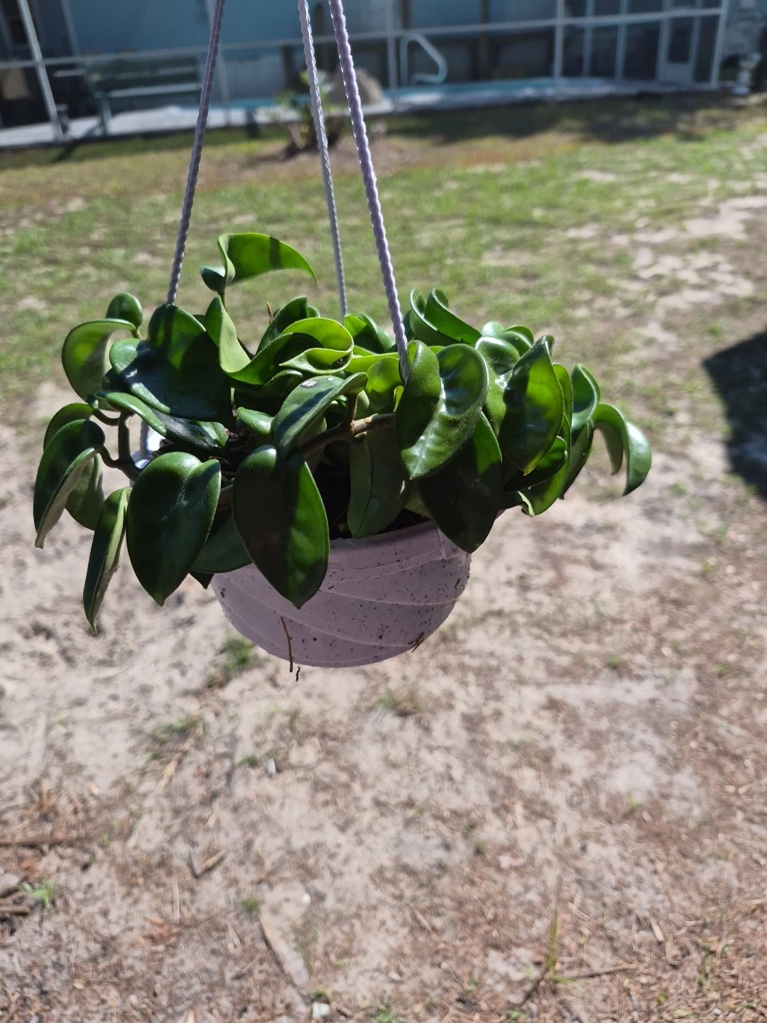 Hoya Carnosa Hanging Basket
Opens in a new window or tab
