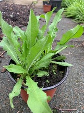 Wild Chicory -herb- bareroot 'Cichorium intybus'