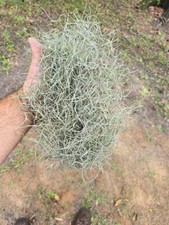 1 Lb Bag Real Fresh Live Spanish Moss for Craft Basket. Garden Craft etc