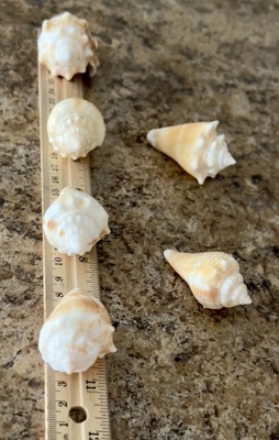 Gulf Coast Florida Fighting Conch Shells Smaller Sz of 6 VTG 1960s/1970s Lot 8