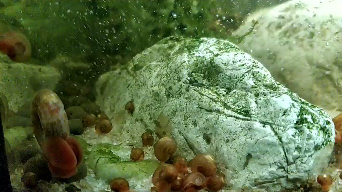 Caracol planorbis caracol diablo comedor de algas elimina algas nitratos x10