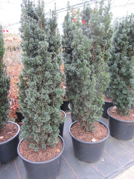 Taxus baccata Pirat - Sulen-Eibe Pirat 50-60 | eBay