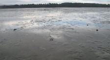 Photo 6x4 Drum Sands Cramond View towards the shore. c2008