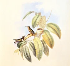 Vintage Gould CRIMSON WOOD STAR Hummingbirds Ornithology Bookplate Art Print 149