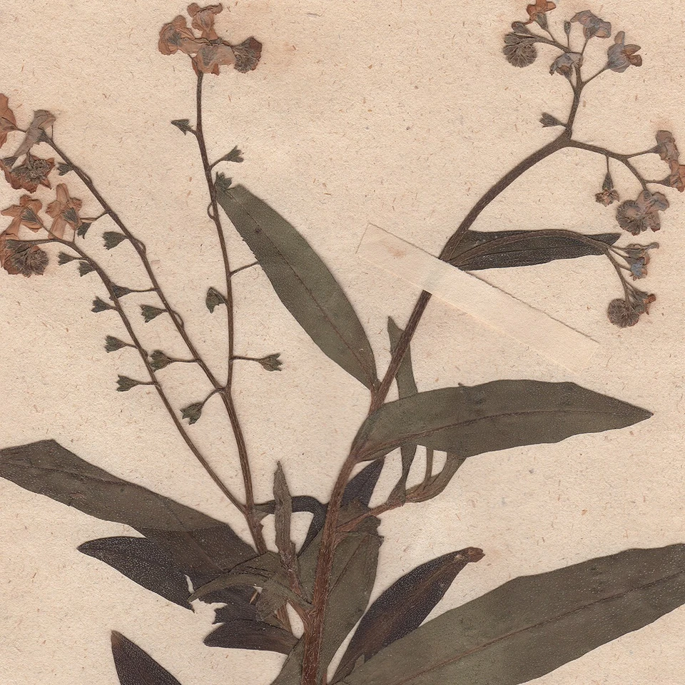 Antique 1790 herbarium dried flower scientific specimen #10 Water Forget-me-not - Image 2 of 3