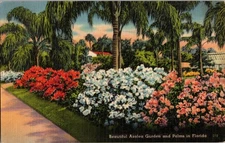 Tichnor Bros Beautiful Azalea Garden Florida Linen Postcard 270