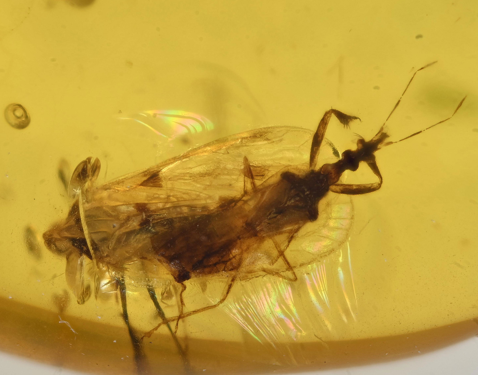 Planthopper + Enicocephalidae,Fossil insect inclusion in Burmese Amber