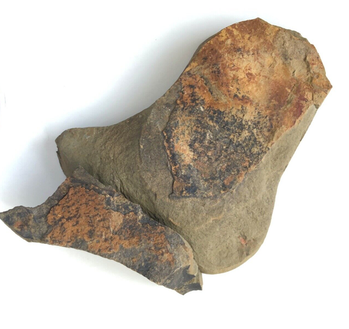 Cornute stylophoran, thoralicystis sp. Ein Stachelhäuter aus Ordivician Marokko - Bild 9 von 13