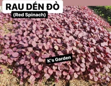 2000+PCS RED SPINACH/ RED AMARANTH SEEDS/ RAU DỀN ĐỎ  |  90% GERMINATION |