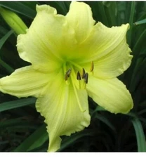  Daylily 'Big Time Happy' Rebloomer canary yellow ruffled petals  2 Fans