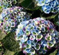 20 SEEDS for Rainbow Colors HYDRANGEA RARE flower exotic bush plant USA Seller