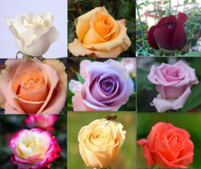 20 SEEDS for CLASSIC MIXED COLORS Rose flower Bush exotic bloom plant USA Seller