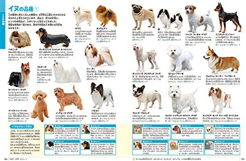 New Edition with DVD: Animals (Shogakukan's NEO Encyclopedia