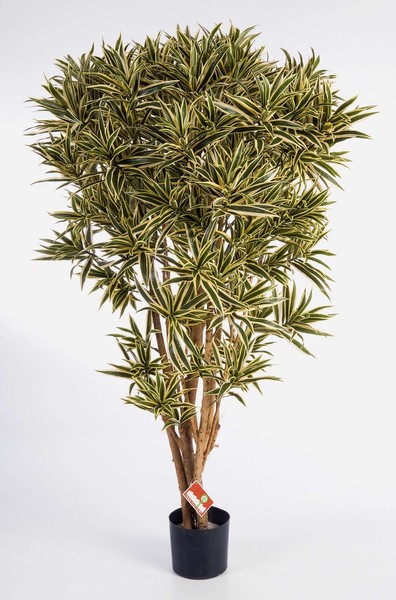 Artplants Deko Dracaena Reflexa Jamaica, Gelb - GrüN, 145Cm-image