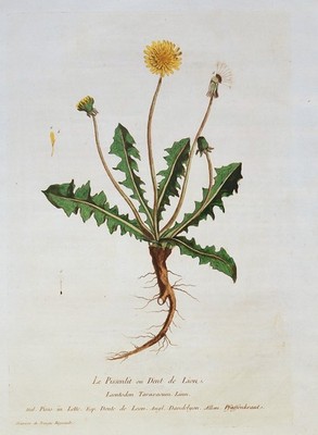 Taraxacum Officinale ''Le Pissenlit ou Dent de Lion'' Regnault 1780 ORIGINAL