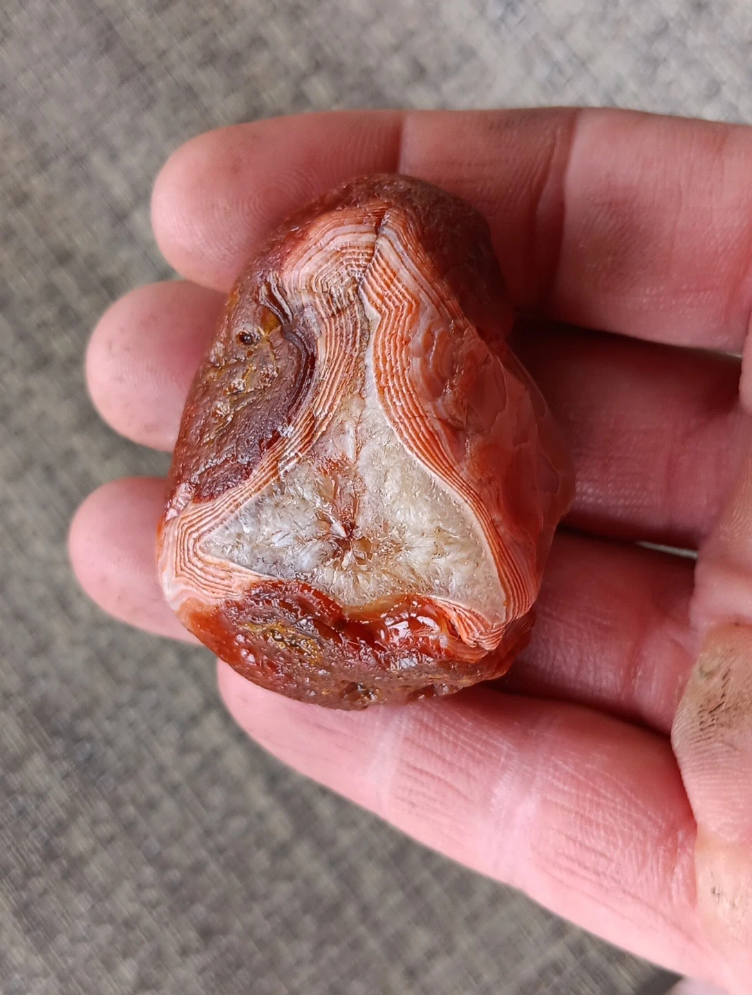 3.52oz Lake Superior Agate, RED, and WHITE PEELER NODULE