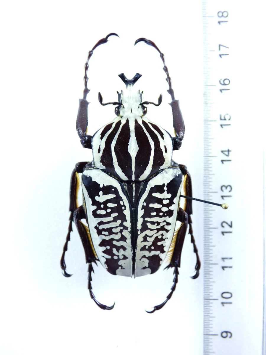 Goliathus Beetle for sale | eBay