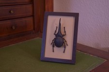 Männlicher Hercules Käfer gerahmt, Nachbildung, Sammeln, Wissenschaft, Wandkunst