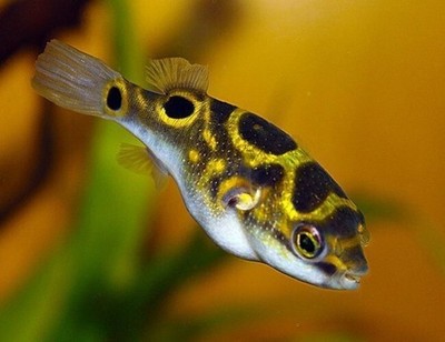 Figure Eight Puffer ” – Live Freshwater Aquarium Fish