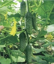 10 Seeds Маша cucumber Masha F1 Seminis Netherlands Gherkin Cемена Огурец Early