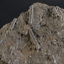 Crinoiden Fossil 506 g - Seelilie - Kuriositätenkabinett