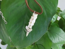 Collana con dente di squalo e vertebre.