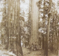 Universal Photo Art Co Stereoscope Card - 5418 Among The Big Trees California