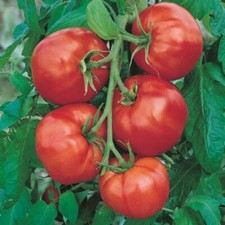 Lot De 25 Graines De Tomates Saint Pierre Semences Graines Seed
