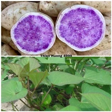 10 Okinawa Sweet Potato Slips- White And Purple Sweet Potato Slips - Khoai Lang