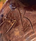 Foto 6 di 6