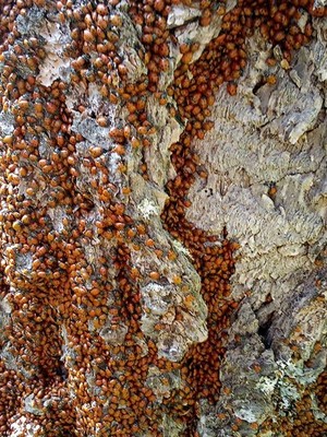 3000 ladybugs Live Ladybugs - Large Swarm Cluster on Tree Bark & Leaves